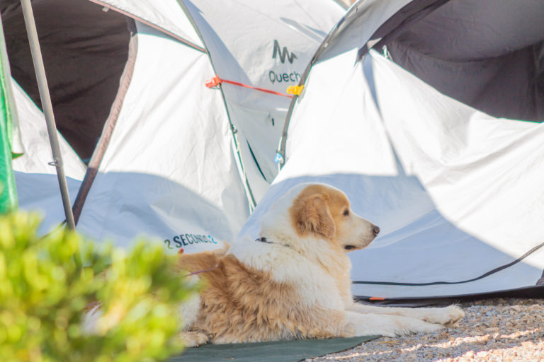 gossos-Camping Ametlla - 25jul2023-143