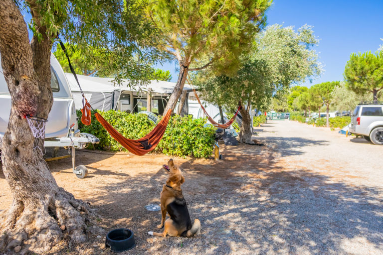 gossos-Camping-Ametlla---Juliol-23-86